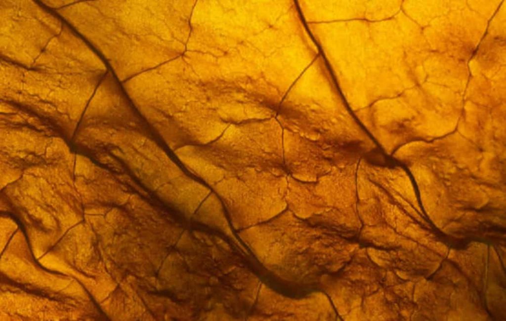 Close-up of dark tobacco leaf texture