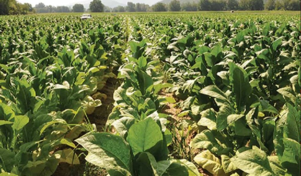 Close-up of Greek tobacco plant in field